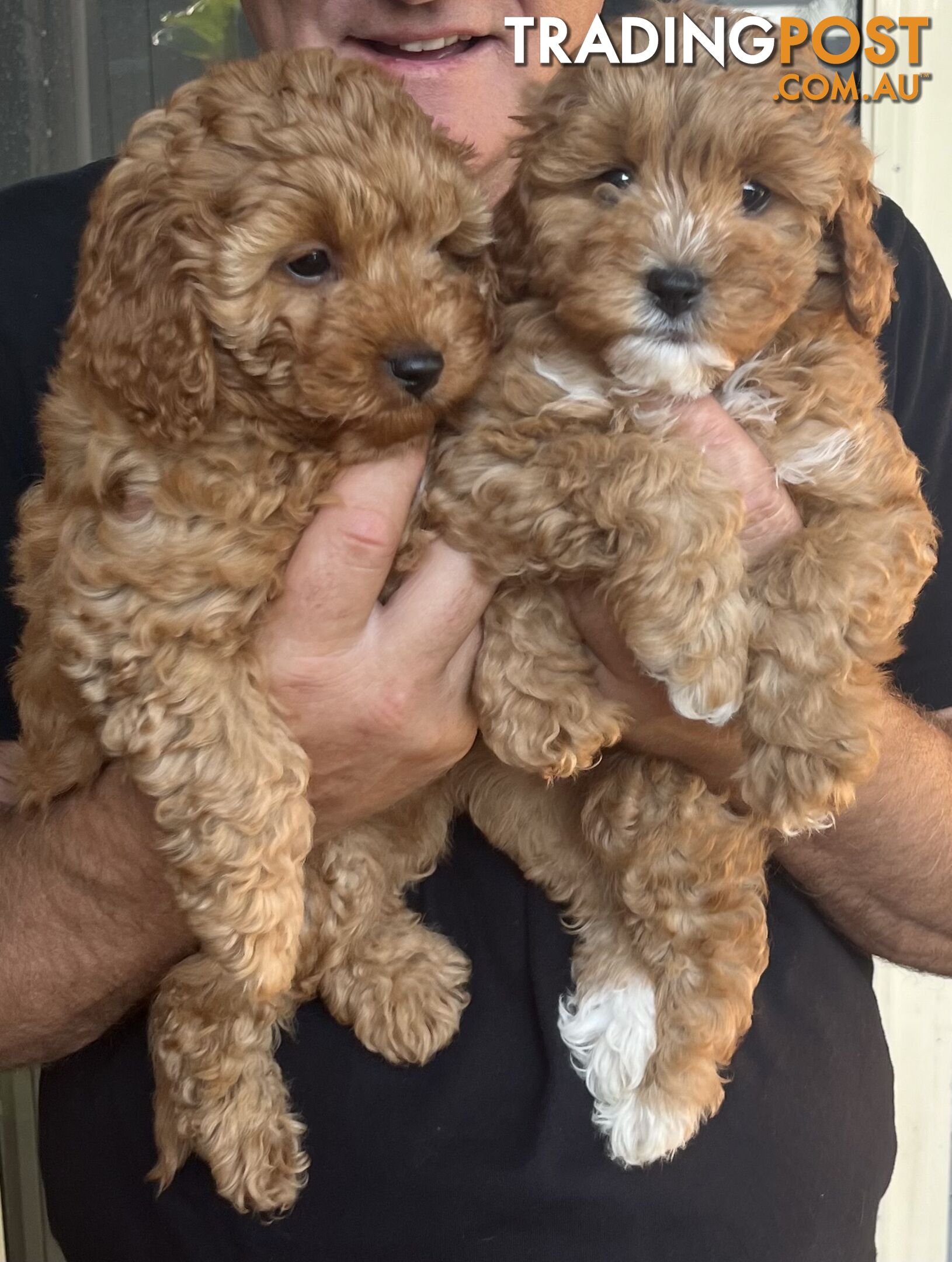 Beautiful cavoodles