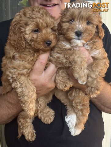 Beautiful cavoodles