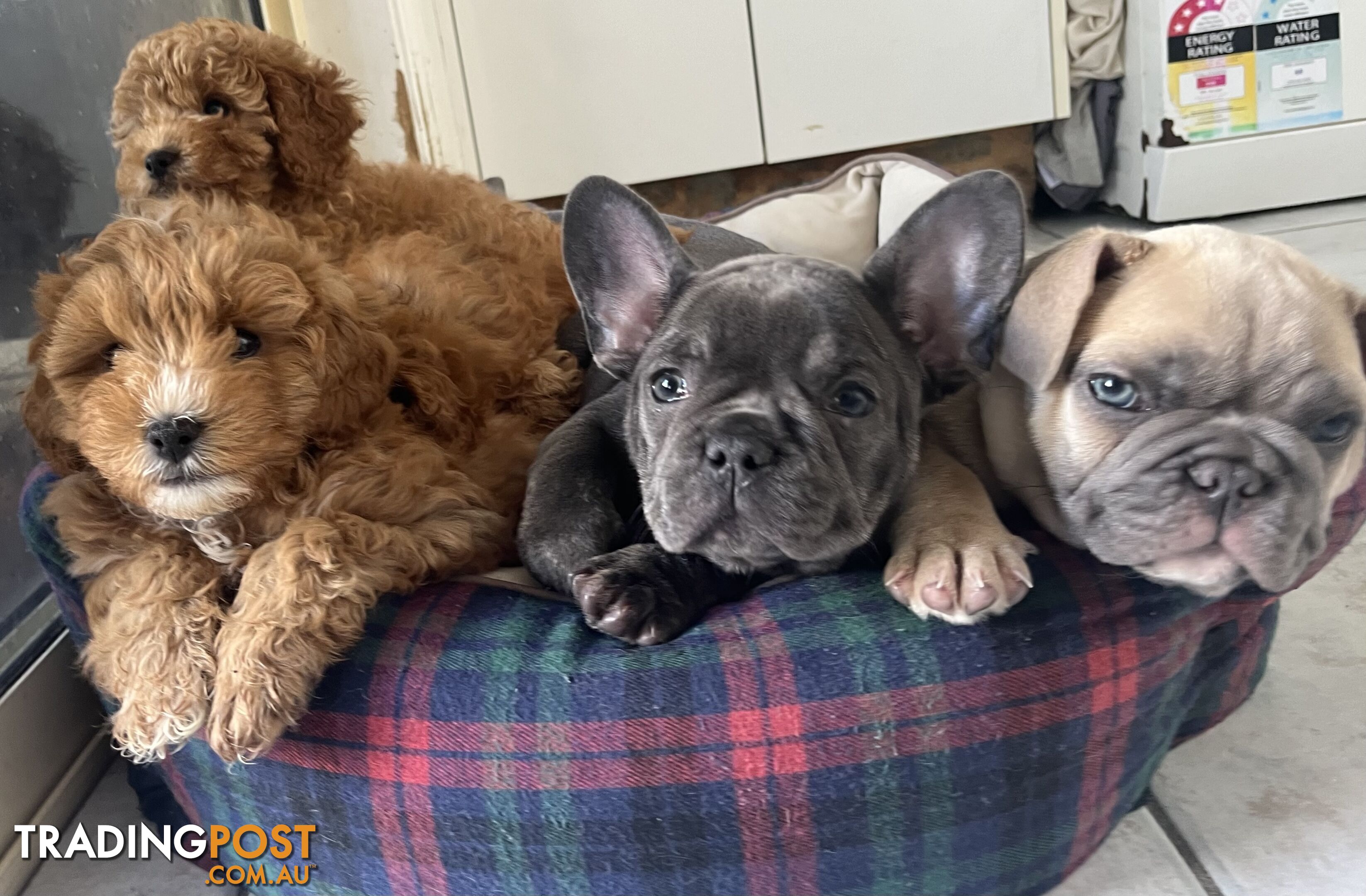 Beautiful cavoodles