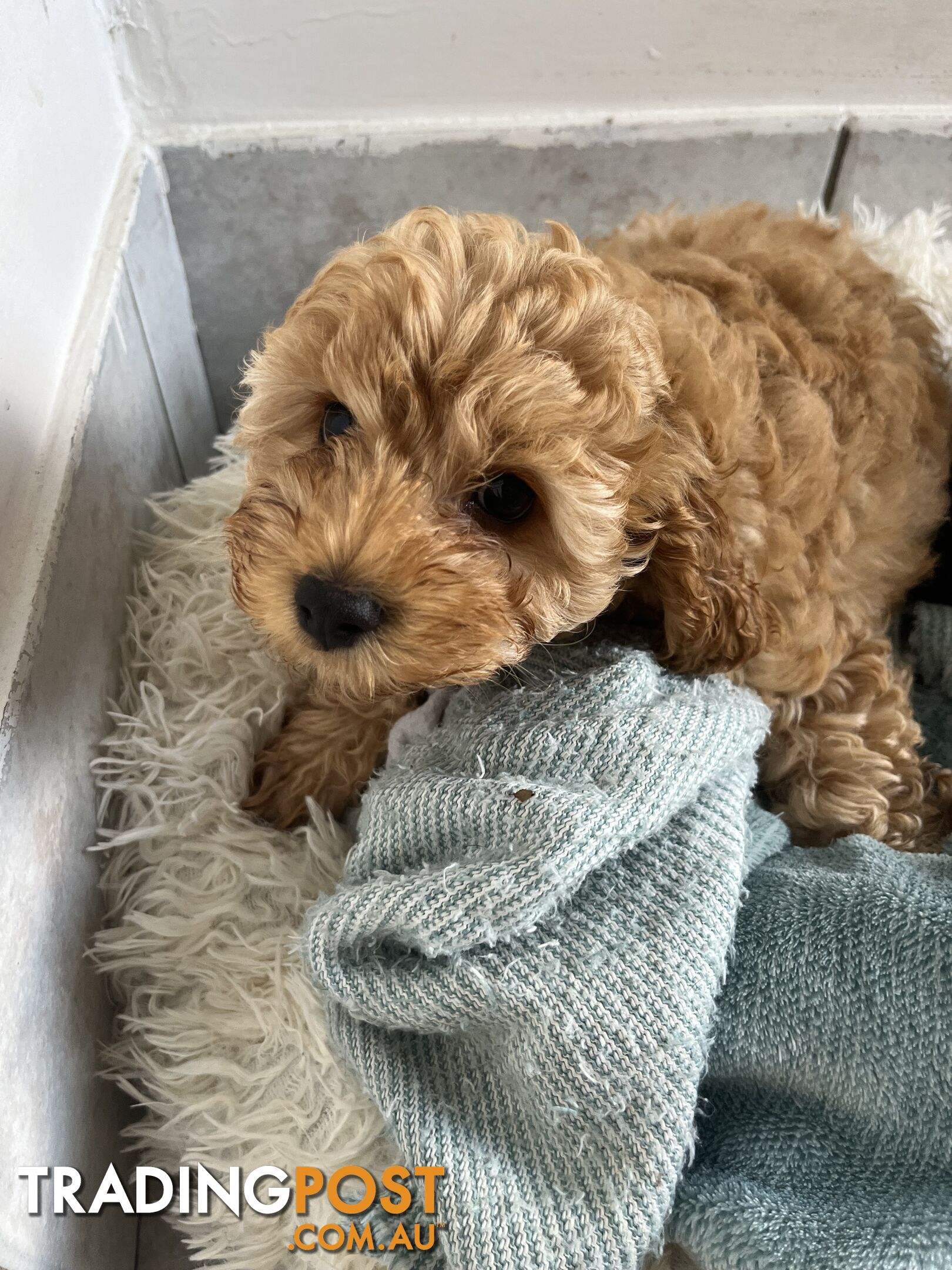 Beautiful cavoodles