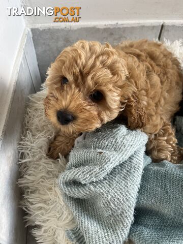 Beautiful cavoodles