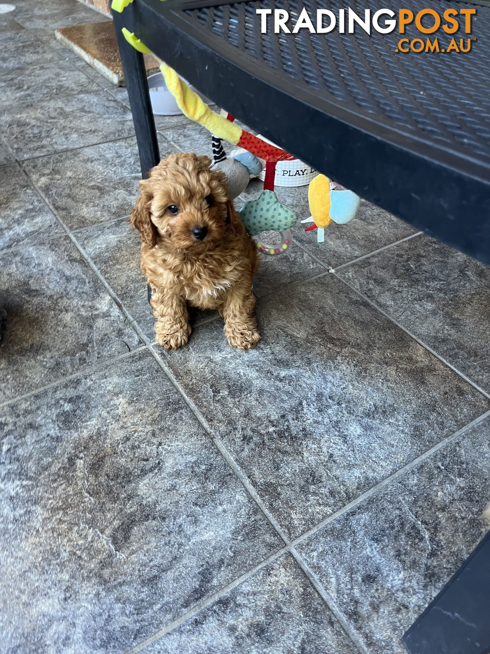 Beautiful cavoodles