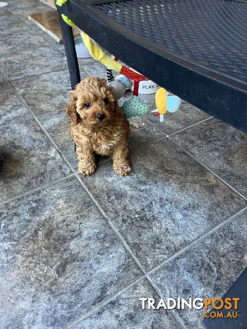 Beautiful cavoodles