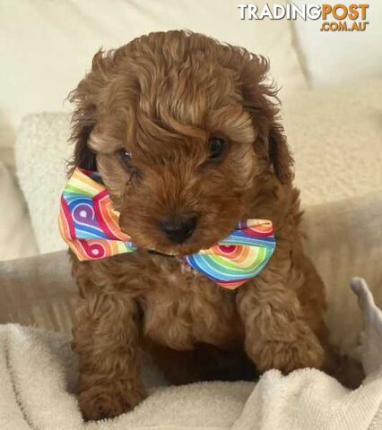 Beautiful cavoodles