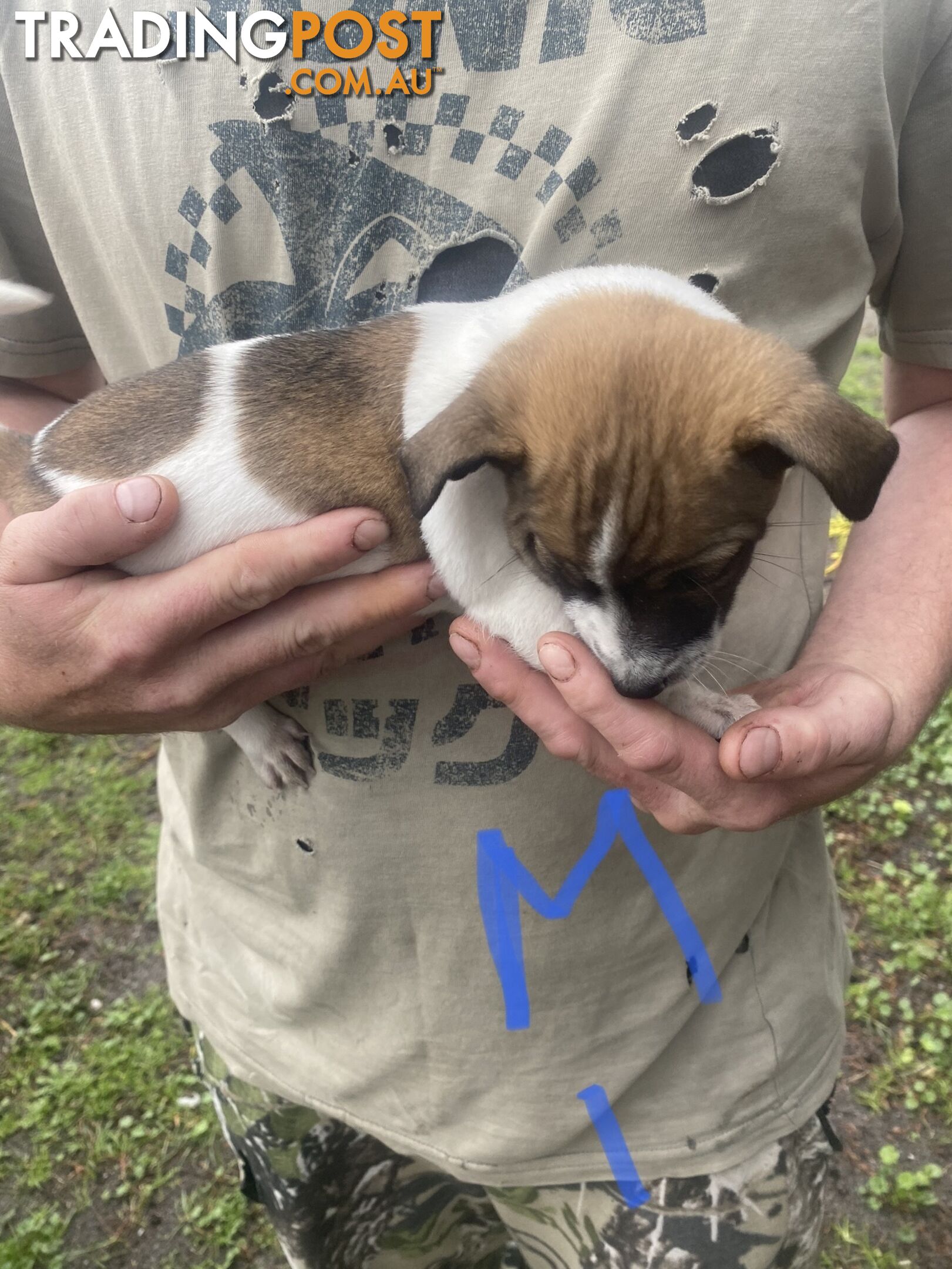 Jack Russell puppies