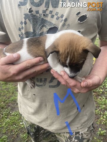 Jack Russell puppies