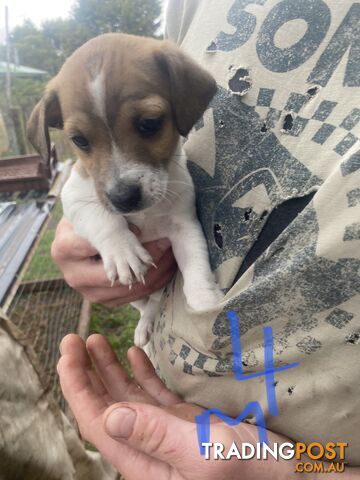 Jack Russell puppies