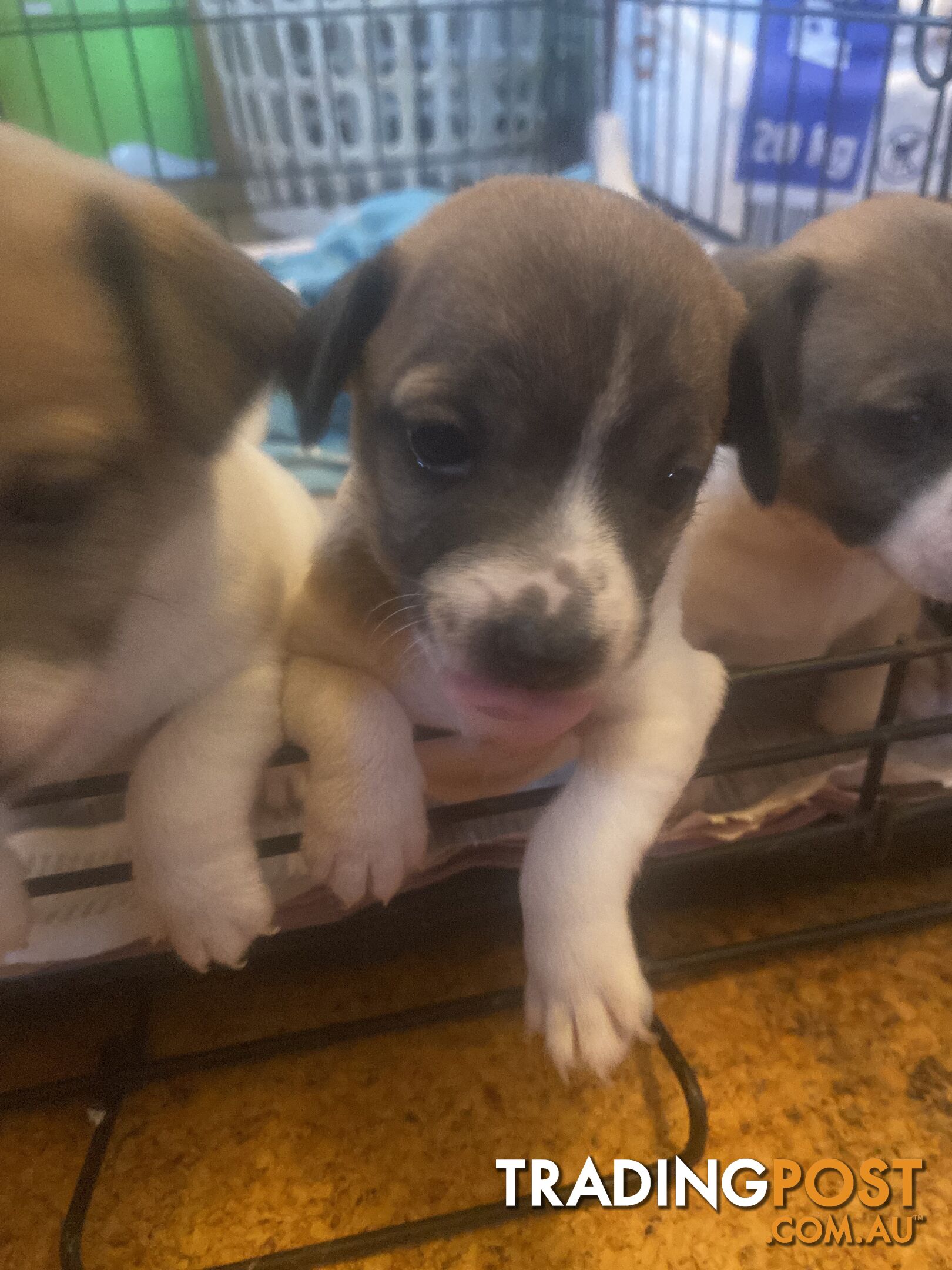 Jack Russell puppies