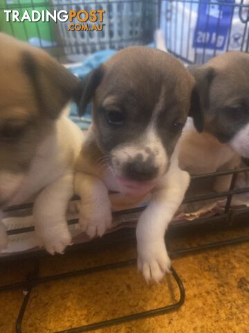 Jack Russell puppies