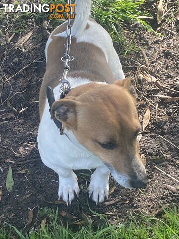 Jack Russell puppies