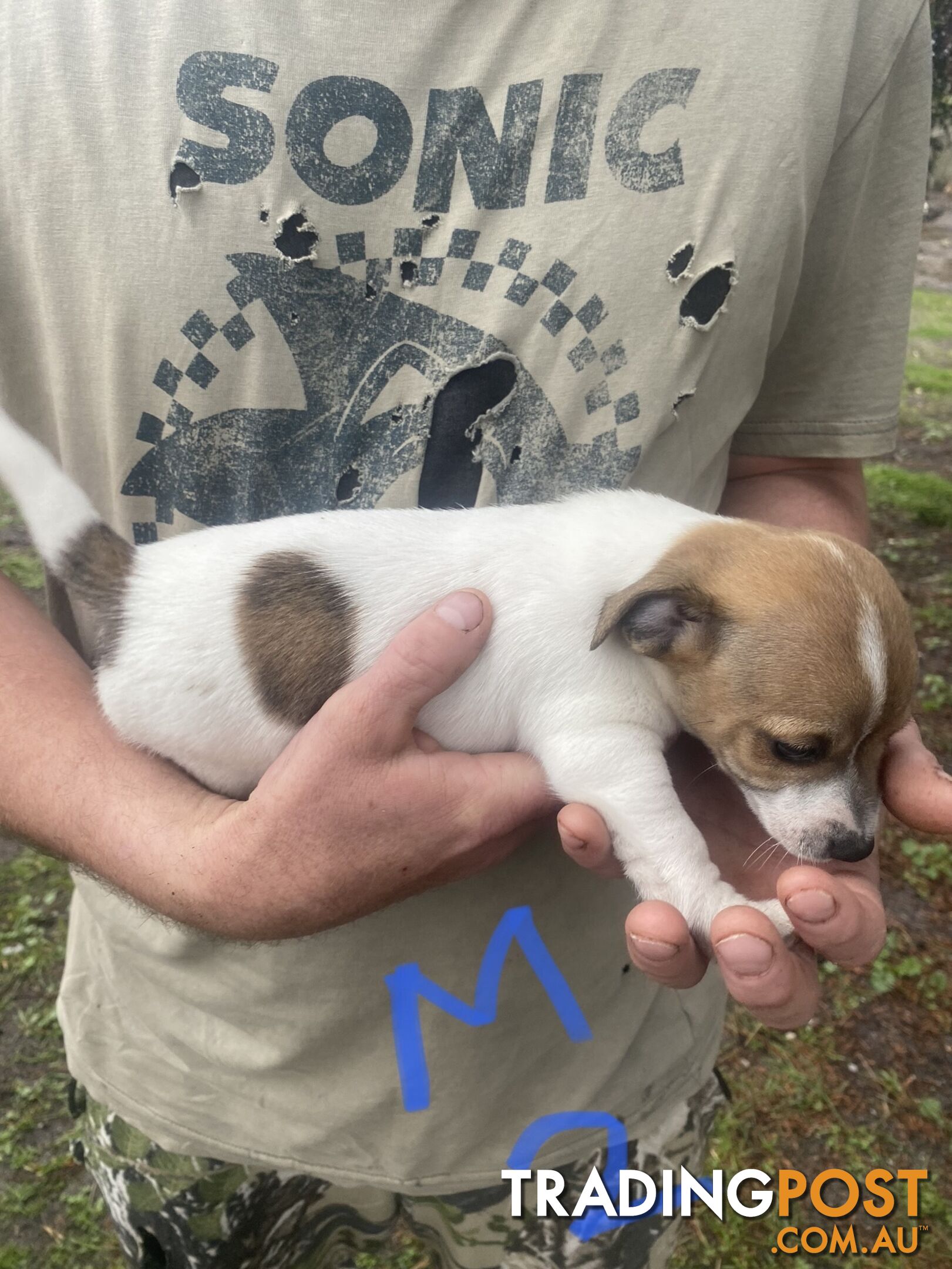 Jack Russell puppies