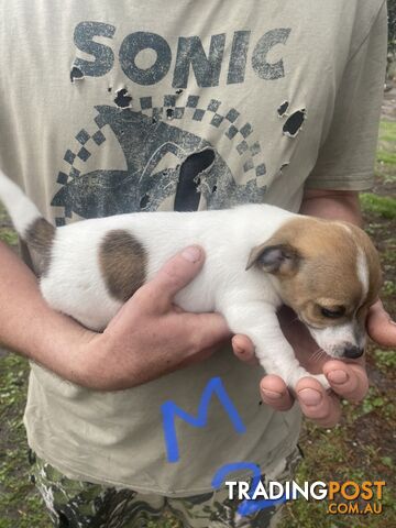 Jack Russell puppies