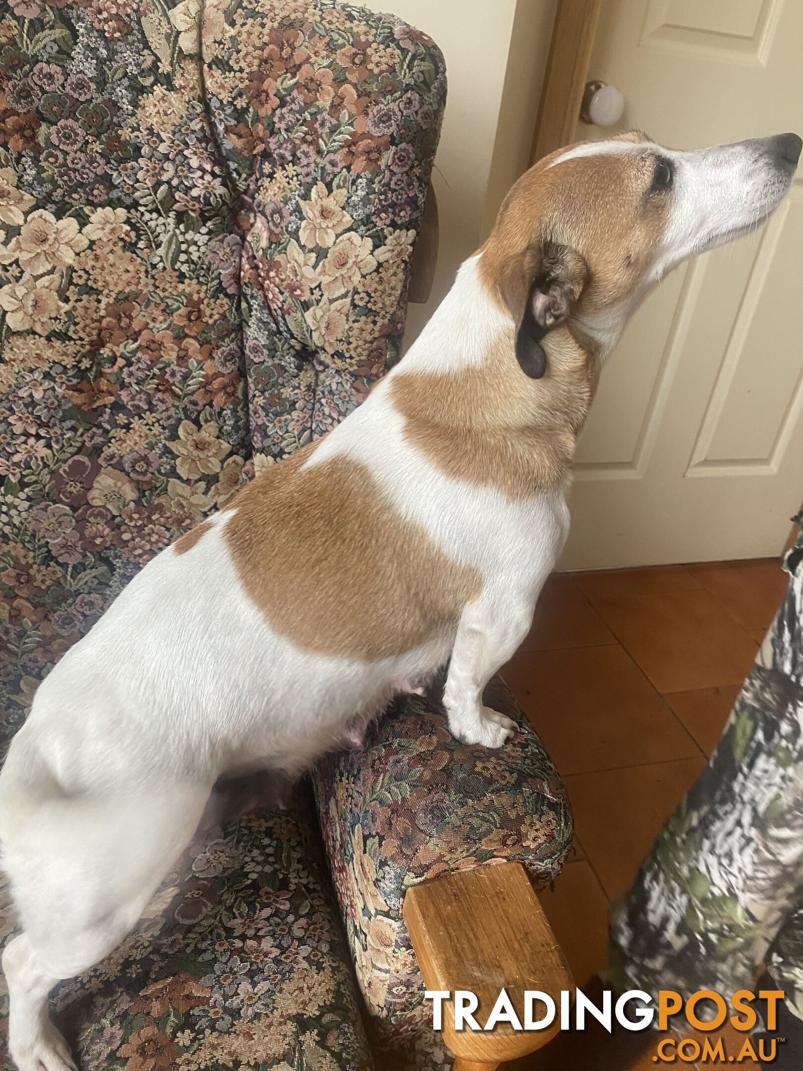 Jack Russell puppies