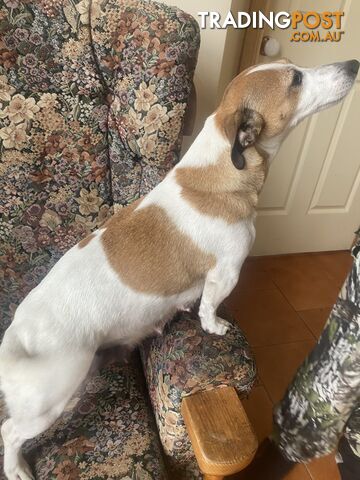 Jack Russell puppies