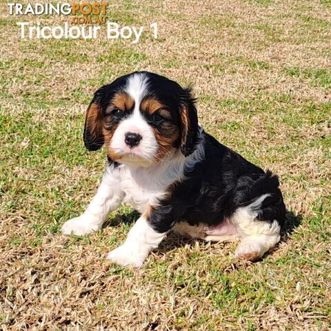 Purebred King Charles Cavalier Puppies - Blenheim &amp;amp;amp;amp; Tricolour