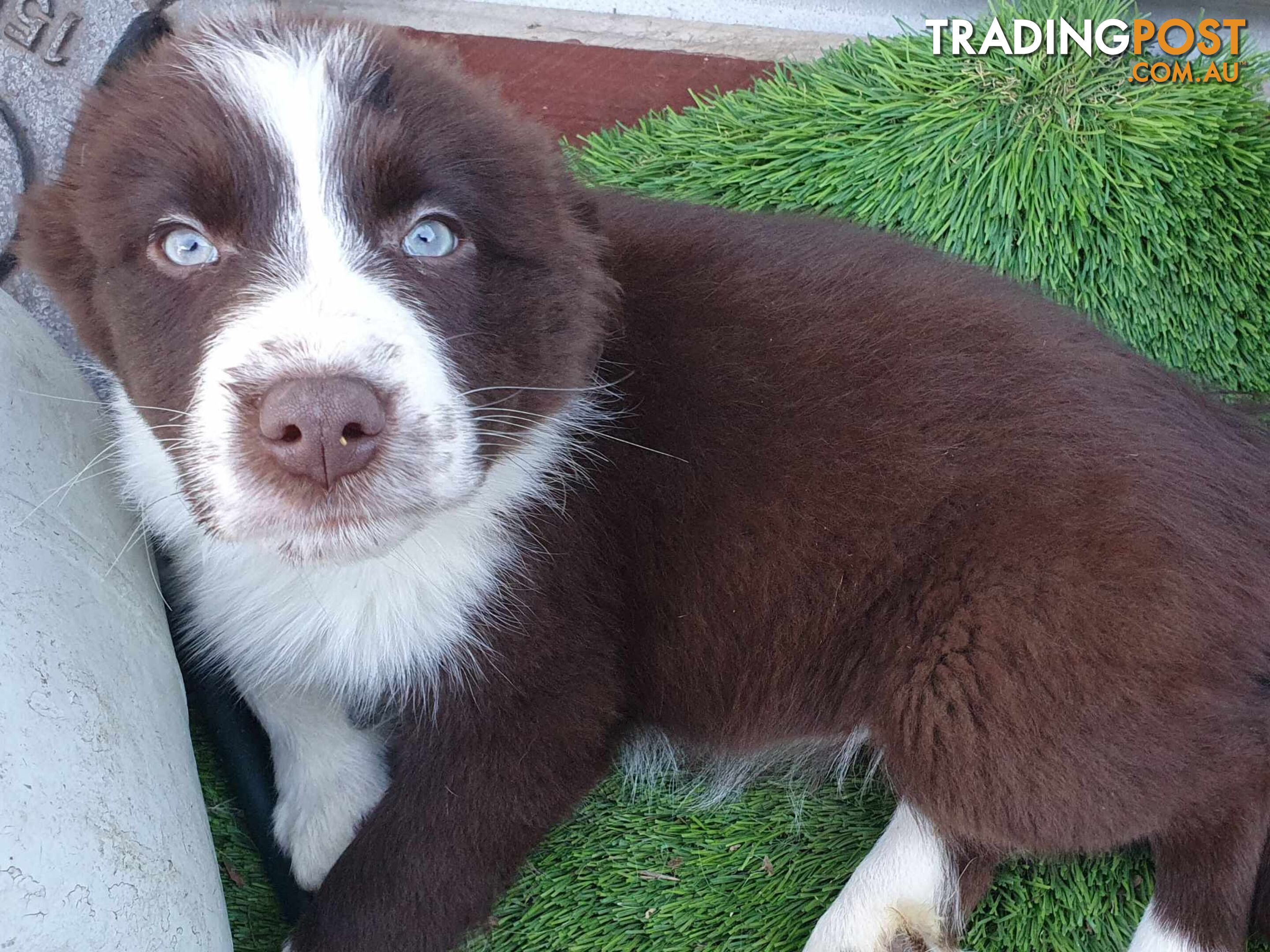 Border Collie