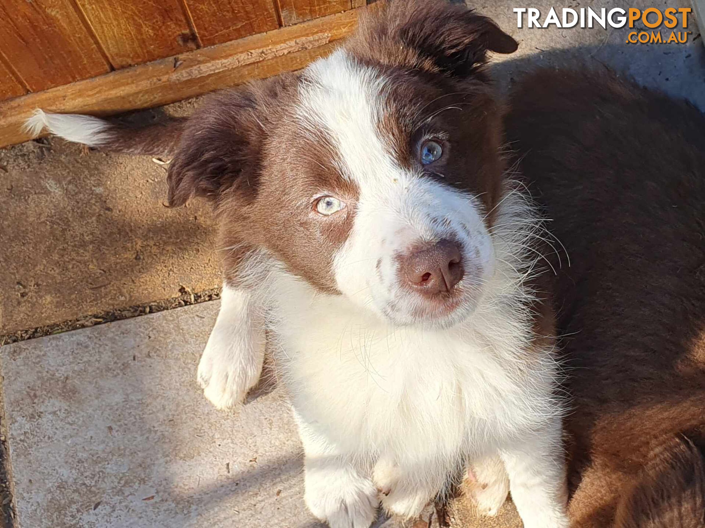 Border Collie