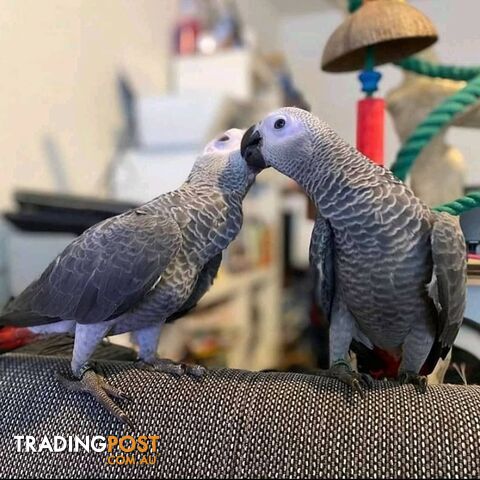 π¦ Beautiful African Grey Parrots Looking for Loving Homes - photo 3 of 3