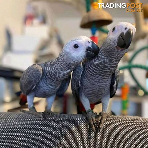 π¦ Beautiful African Grey Parrots Looking for Loving Homes - photo 2 of 3