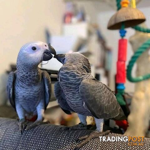 🦜 Beautiful African Grey Parrots Looking for Loving Homes