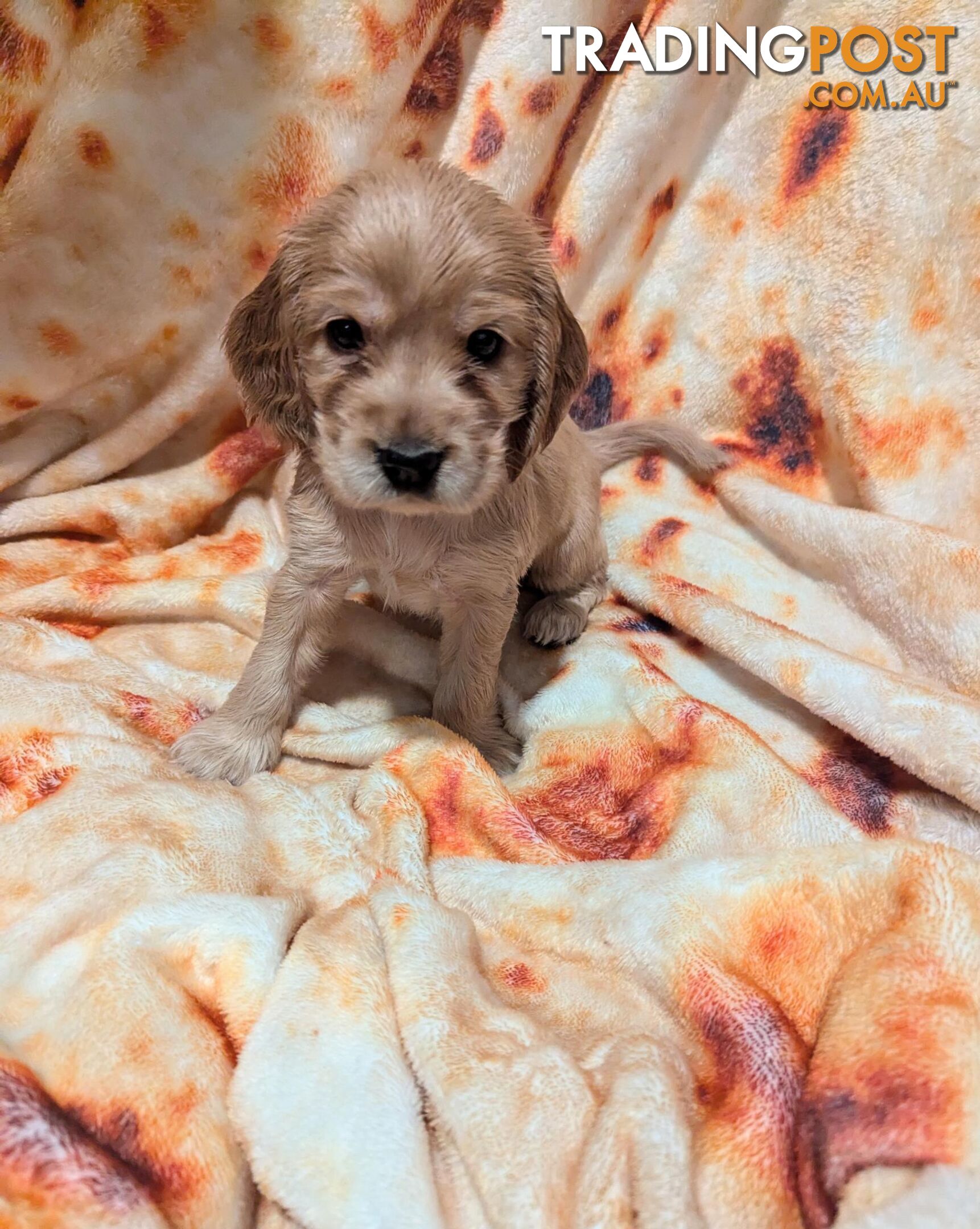 Purebred Pedigree English Cocker Spaniel Puppy