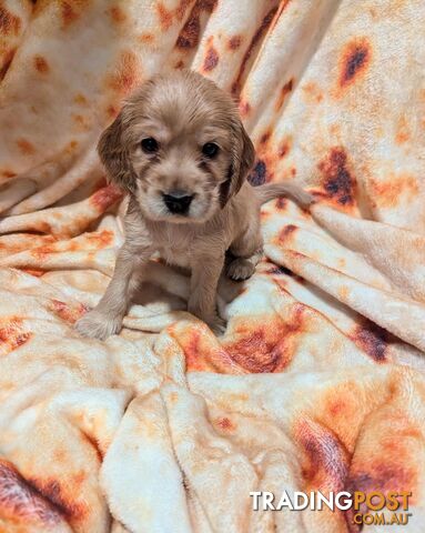 Purebred Pedigree English Cocker Spaniel Puppy