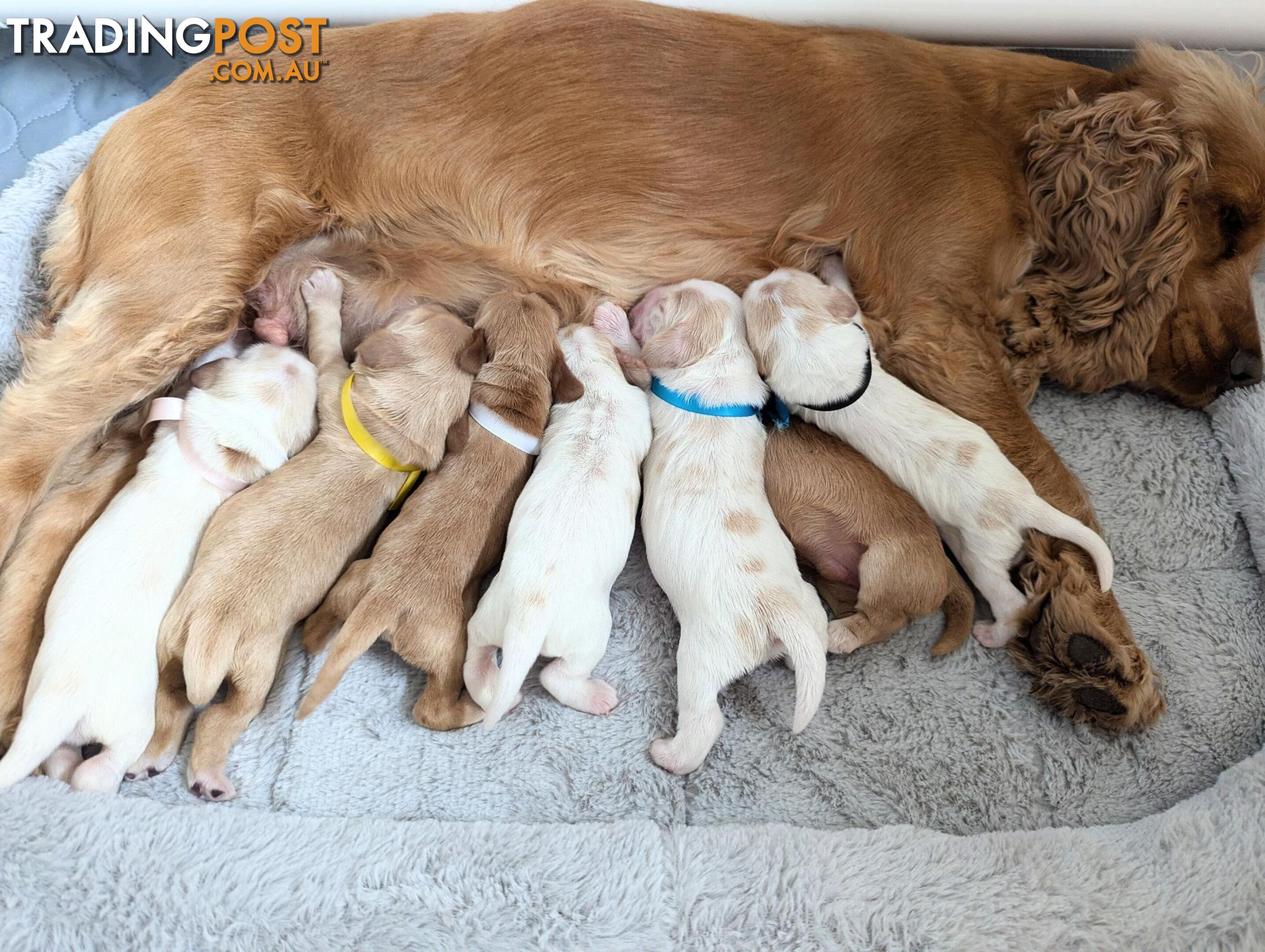 Purebred Pedigree English Cocker Spaniel Puppy