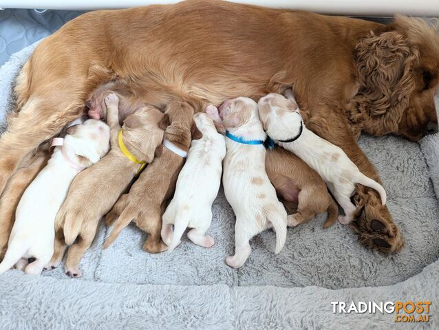 Purebred Pedigree English Cocker Spaniel Puppy