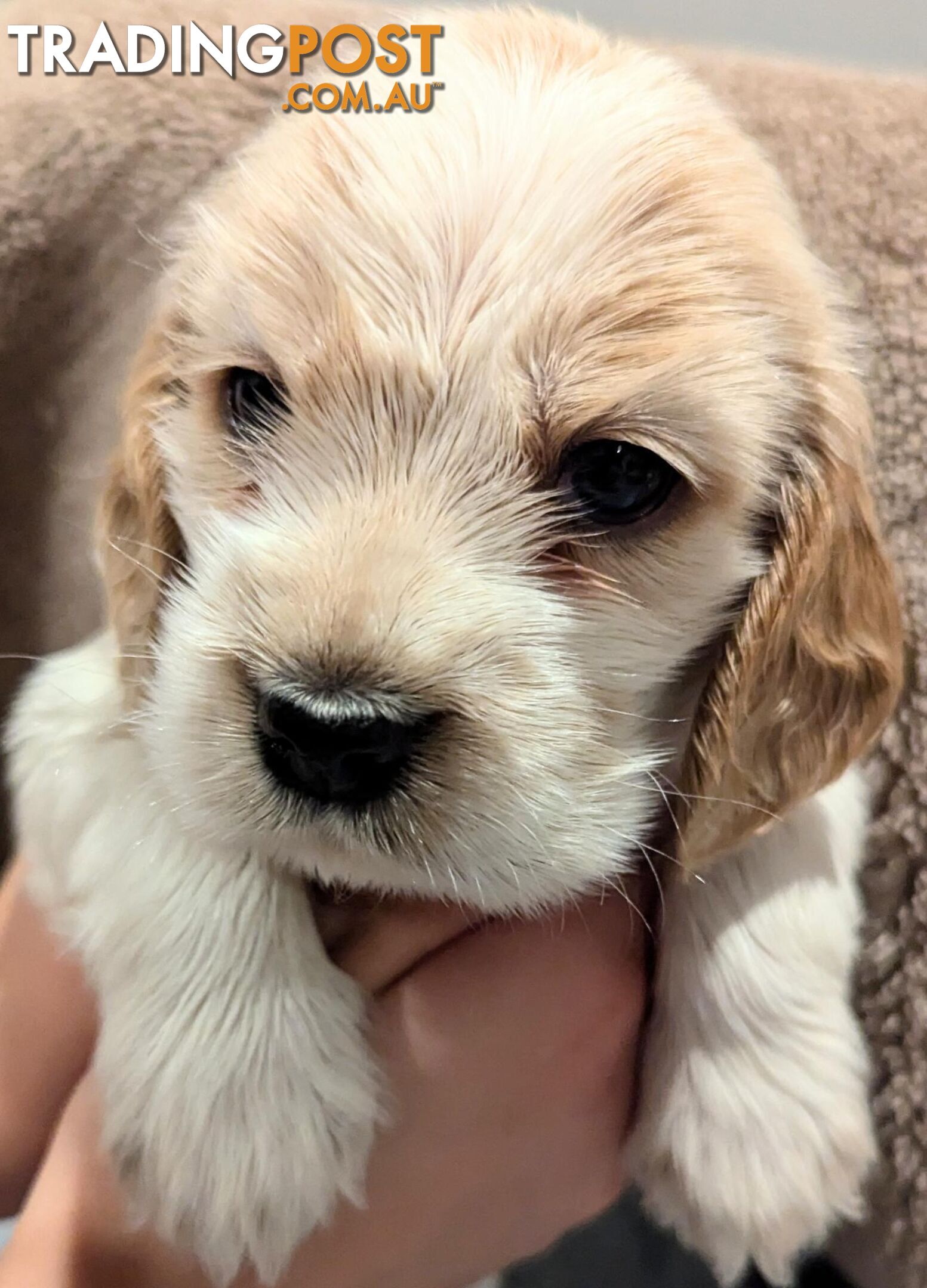 Purebred Pedigree English Cocker Spaniel Puppy