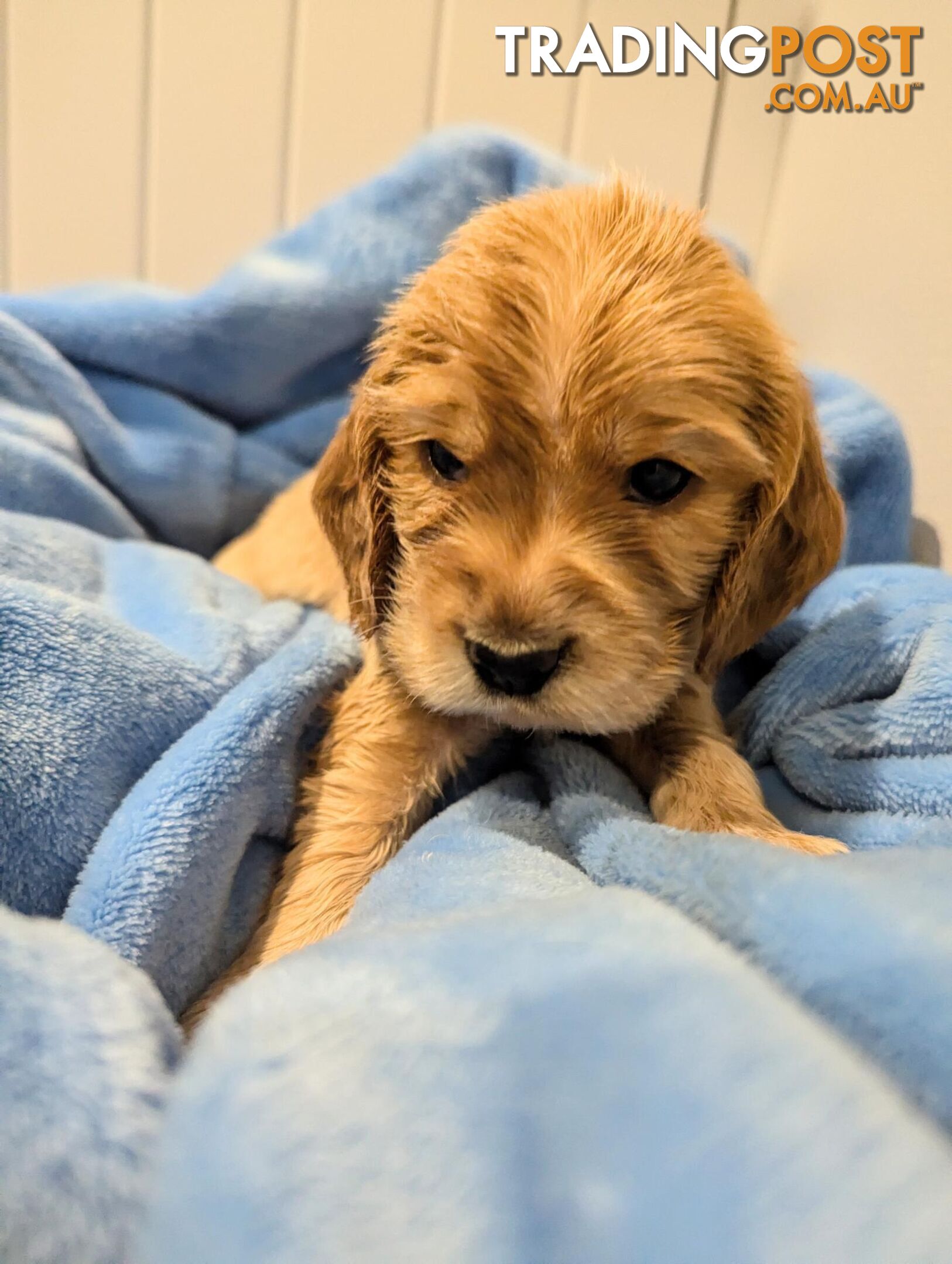 Purebred Pedigree English Cocker Spaniel Puppy