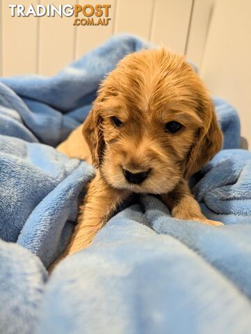 Purebred Pedigree English Cocker Spaniel Puppy