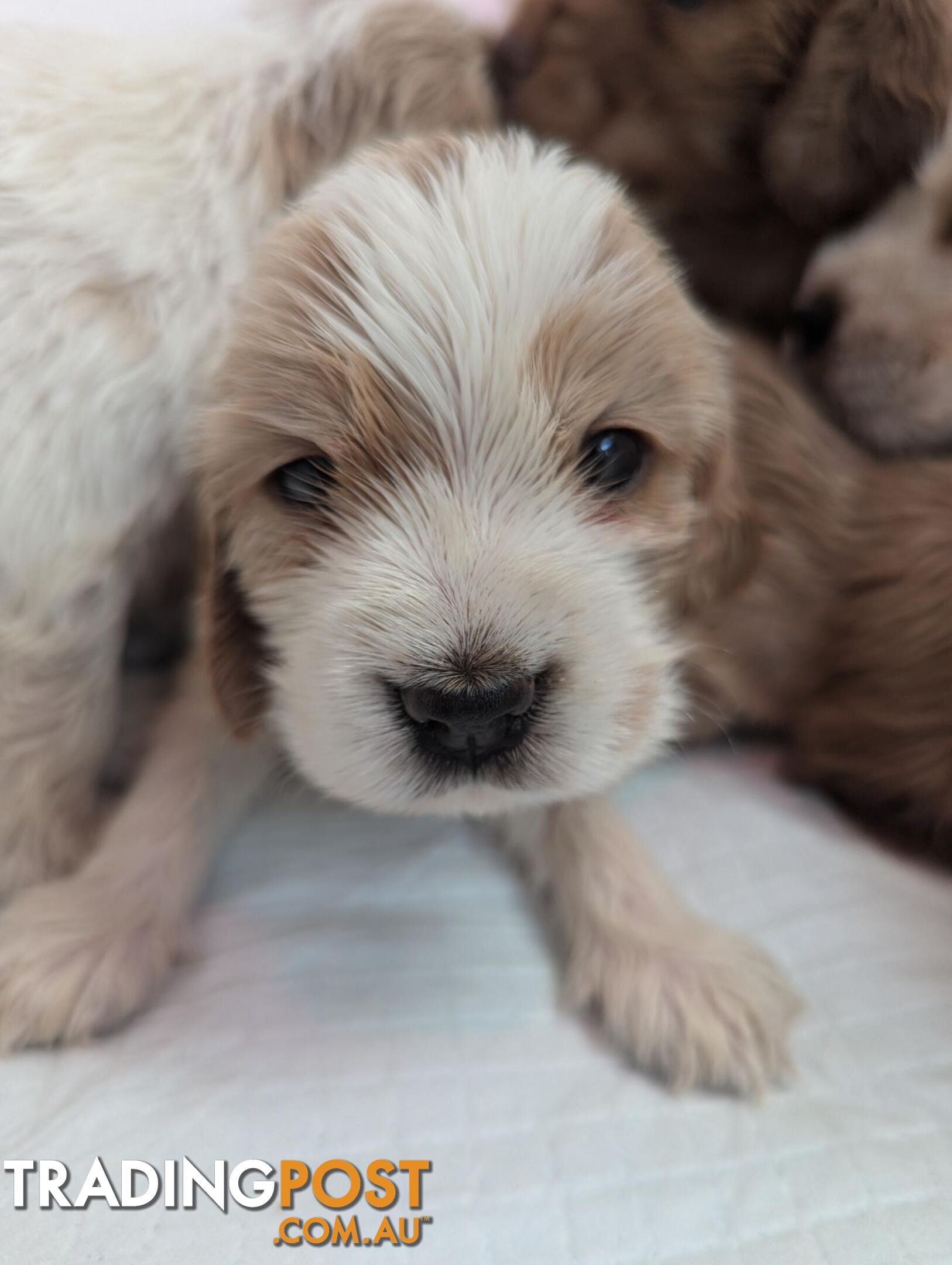 Purebred Pedigree English Cocker Spaniel Puppy