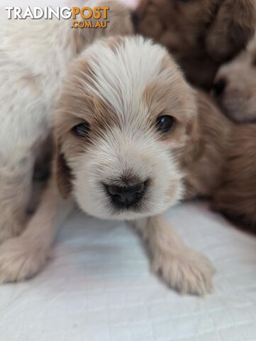 Purebred Pedigree English Cocker Spaniel Puppy