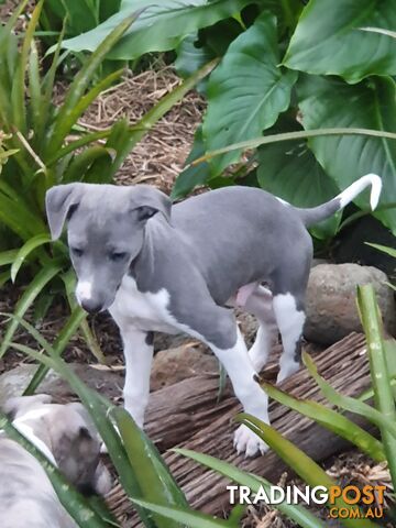 Whippet Puppies