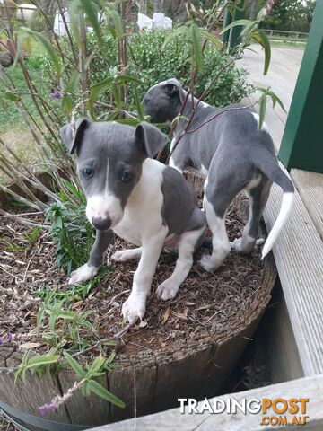 Whippet Puppies