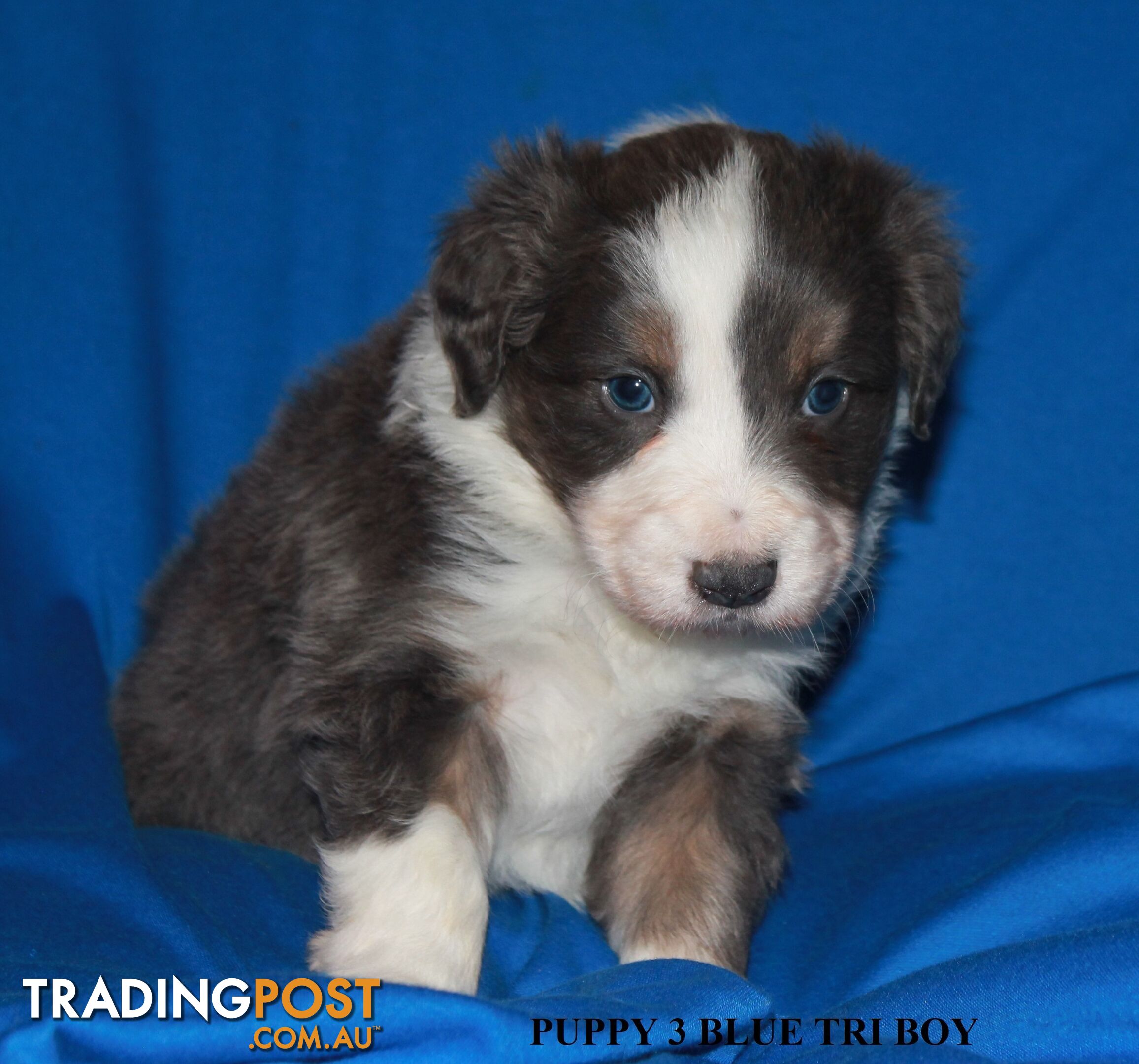 🎶BORDER COLLIE PUPPIES MDBA PEDIGREED PUREBRED🎶