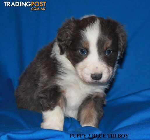 🎶BORDER COLLIE PUPPIES MDBA PEDIGREED PUREBRED🎶