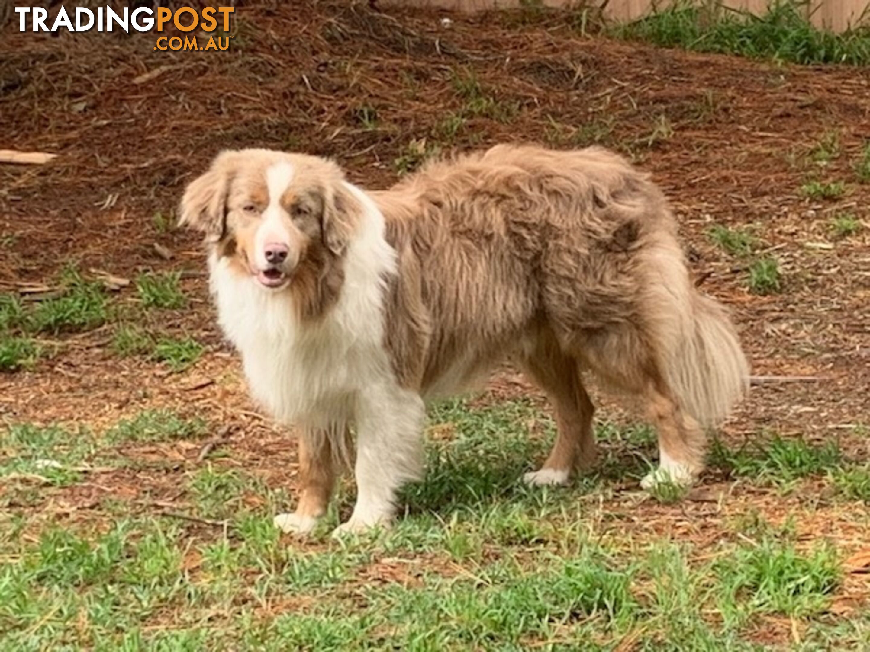 🎶BORDER COLLIE PUPPIES MDBA PEDIGREED PUREBRED🎶