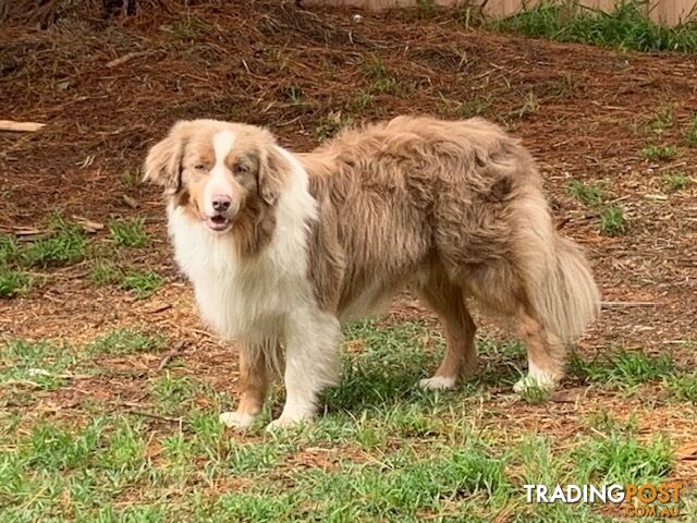 🎶BORDER COLLIE PUPPIES MDBA PEDIGREED PUREBRED🎶