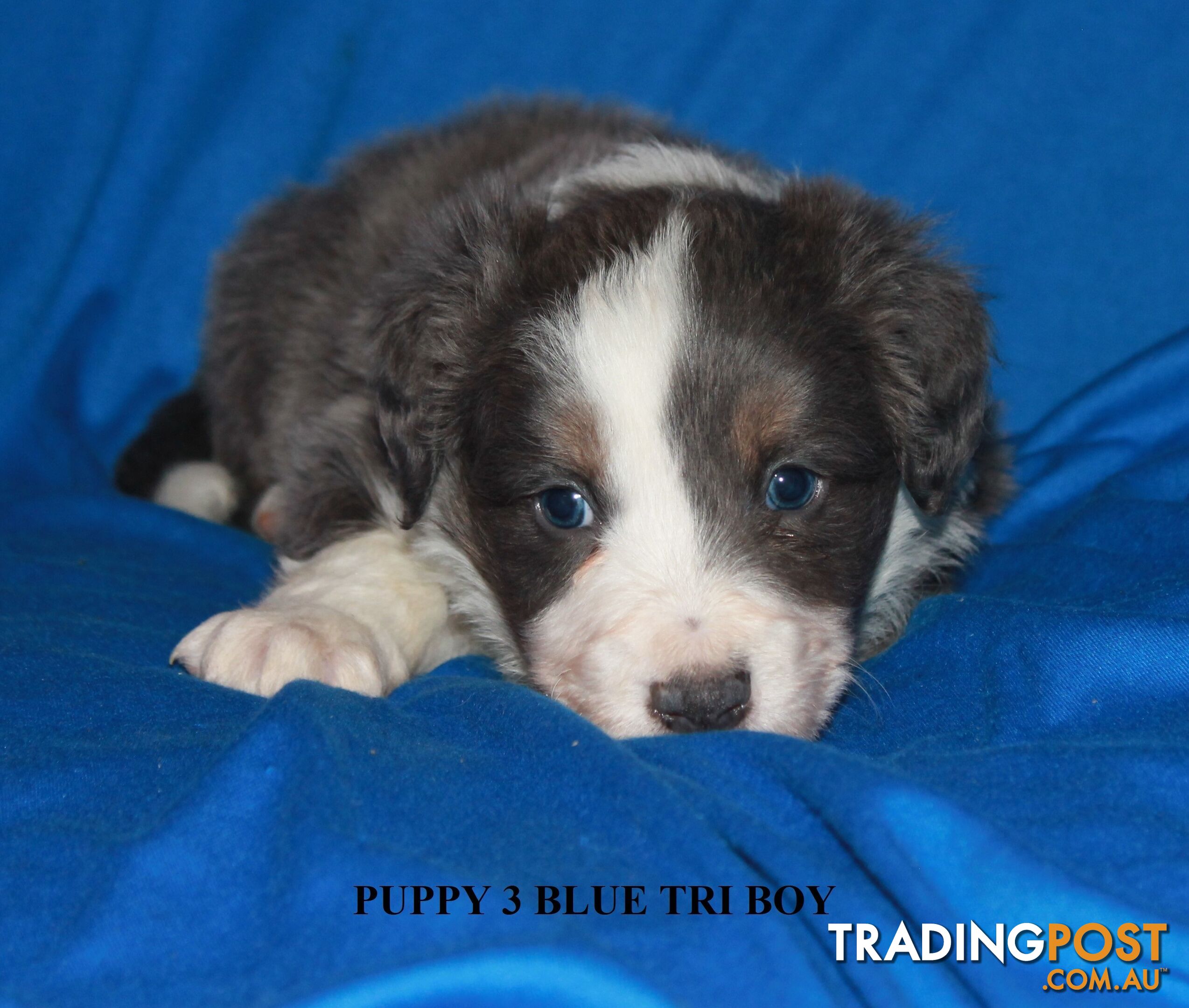 🎶BORDER COLLIE PUPPIES MDBA PEDIGREED PUREBRED🎶