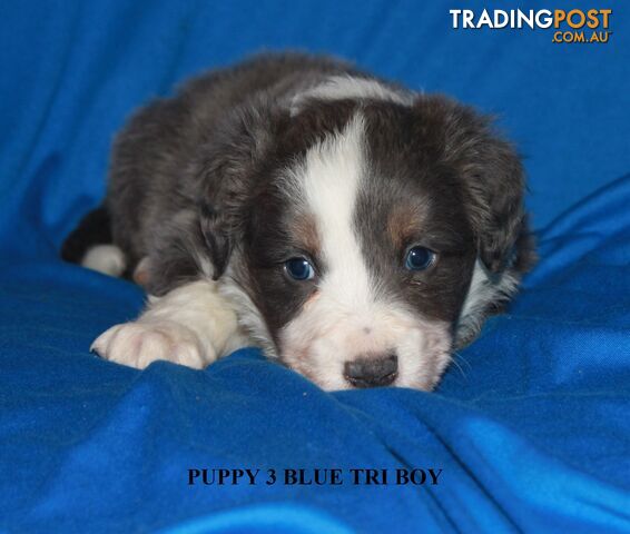 🎶BORDER COLLIE PUPPIES MDBA PEDIGREED PUREBRED🎶