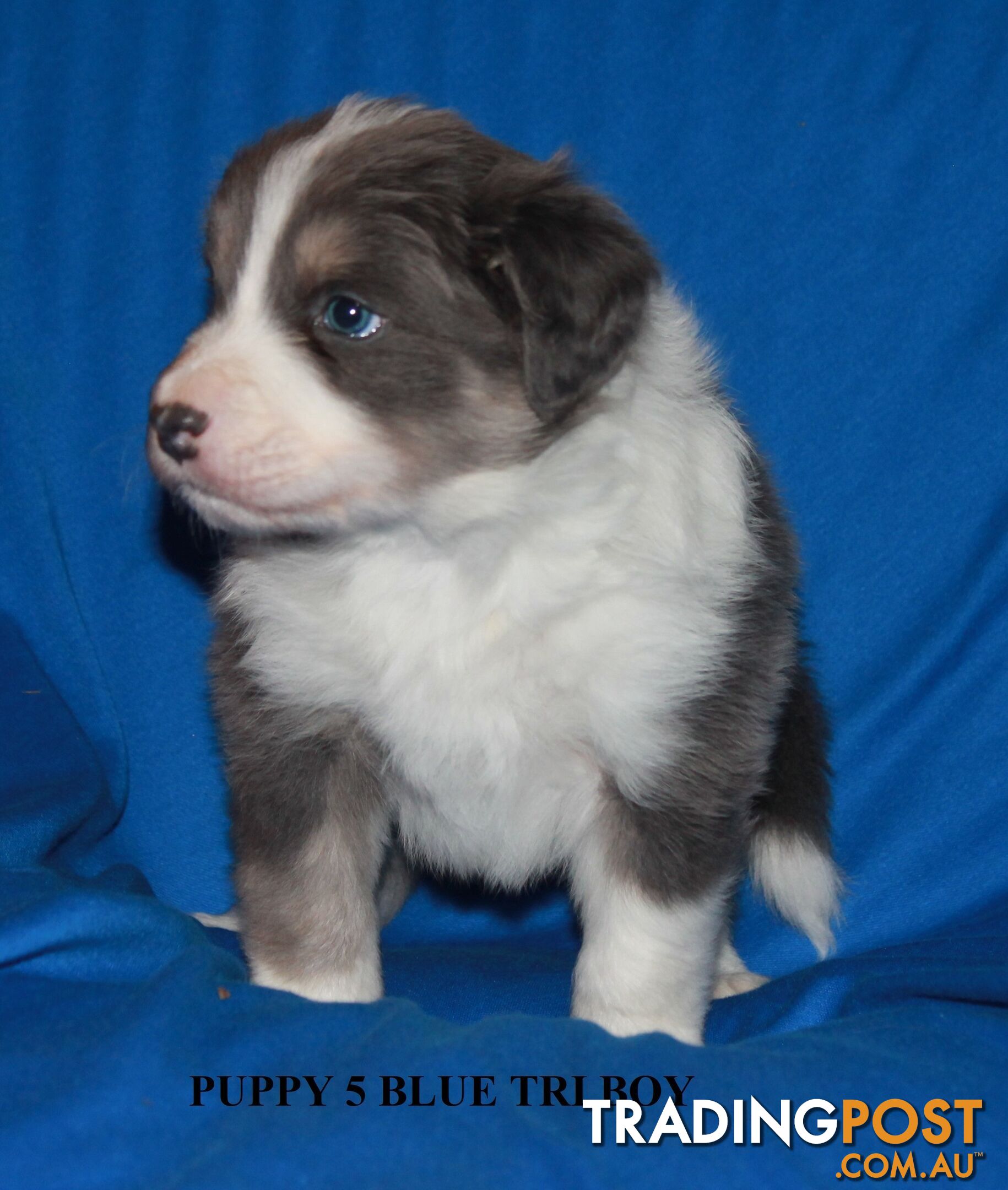 🎶BORDER COLLIE PUPPIES MDBA PEDIGREED PUREBRED🎶