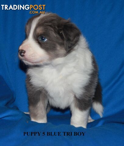 🎶BORDER COLLIE PUPPIES MDBA PEDIGREED PUREBRED🎶