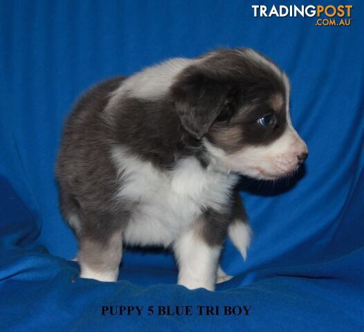 🎶BORDER COLLIE PUPPIES MDBA PEDIGREED PUREBRED🎶