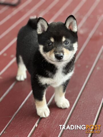 Pure breed Shiba Inu male pup