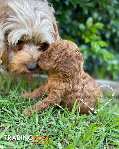 Tiny Teddy Bear Toy Cavoodles