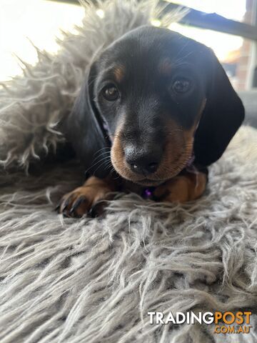 Miniature dachshund purebred black and Tan DNA and Genetic tested