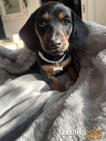 Miniature dachshund purebred black and Tan DNA and Genetic tested