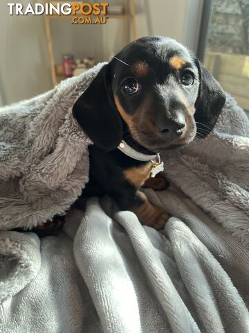 Miniature dachshund purebred black and Tan DNA and Genetic tested