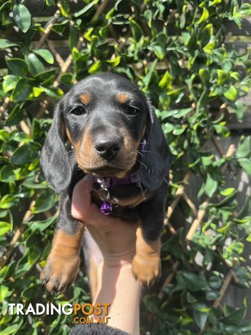 Miniature dachshund purebred black and Tan DNA and Genetic tested